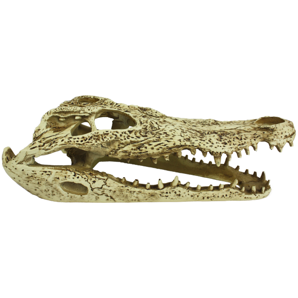 Komodo Alligator Skull