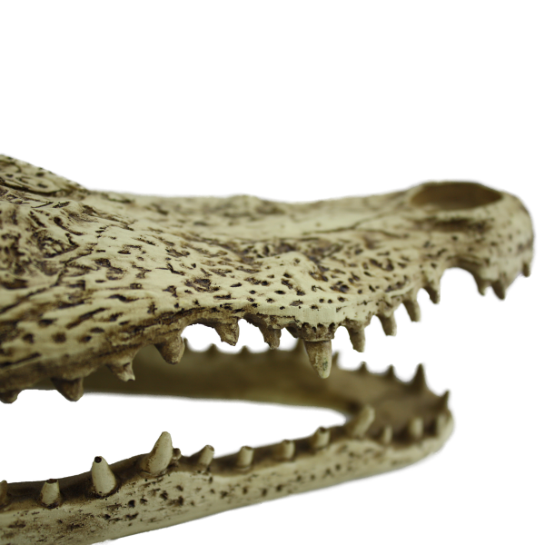 Komodo Alligator Skull