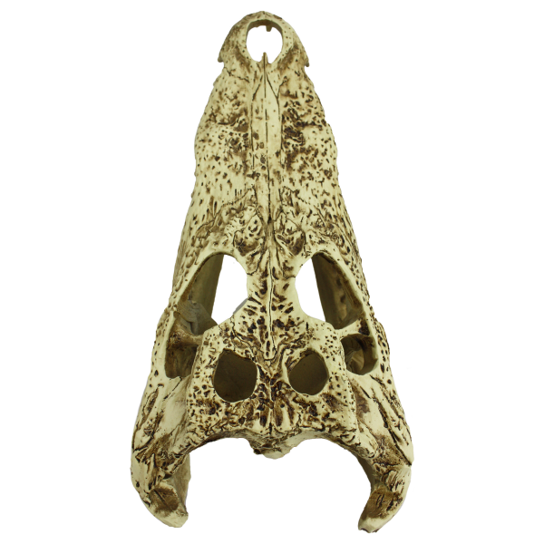 Komodo Alligator Skull