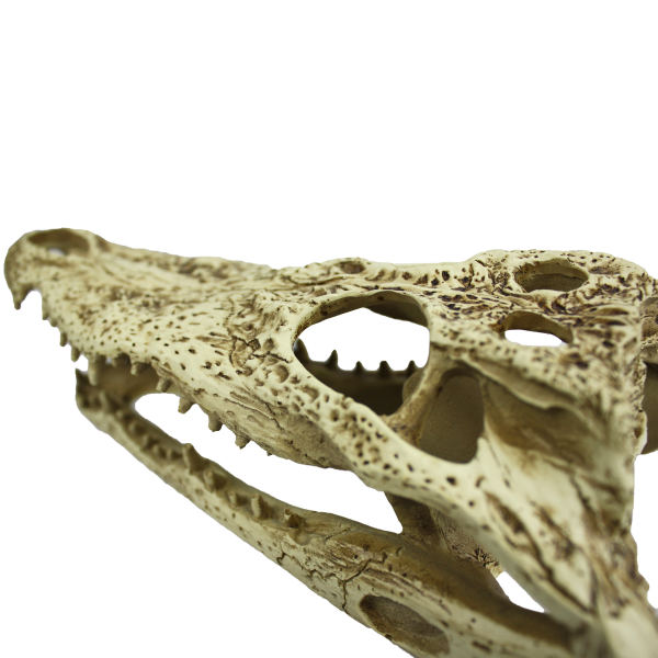 Komodo Alligator Skull