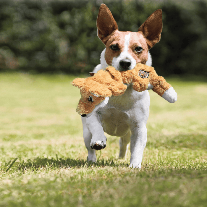 Jack Russell terrier carrying plush orange fox with white underside rope dog toy outside on grass.
