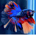 Half Moon - L/F Multi Colour (MCLF) L - 5 - FISH HUT AQUA AND PET SUPPLIES - #location#