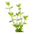 LINDERNIA ROTUNDIFOLIA - FISH HUT AQUA AND PET SUPPLIES