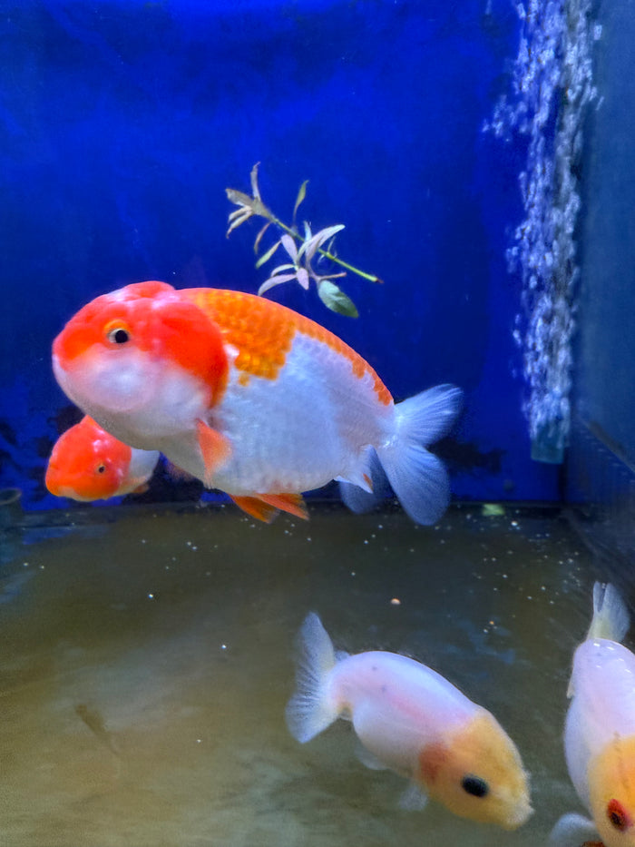 Lionhead Ranchu