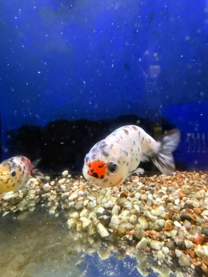 Lionhead Ranchu
