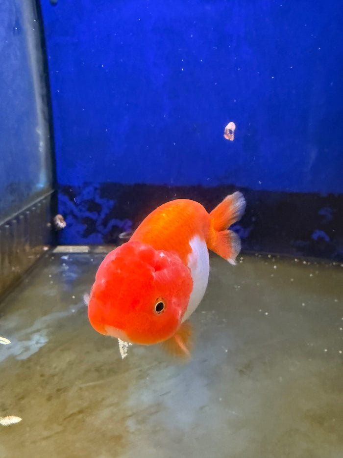 Lionhead Ranchu