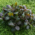 LOBELIA CARDINALIS - FISH HUT AQUA AND PET SUPPLIES - #location#