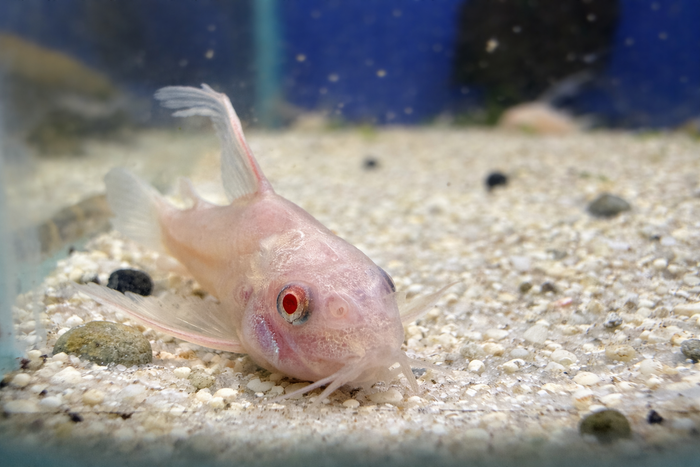 Longfin Albino Corydoras