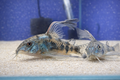 Longfin Peppered Corydoras