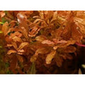 Ludwigia Inclinata - FISH HUT AQUA AND PET SUPPLIES - #location#