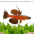 Luminatus Red Neon Blue Eye - FISH HUT AQUA AND PET SUPPLIES - #location#