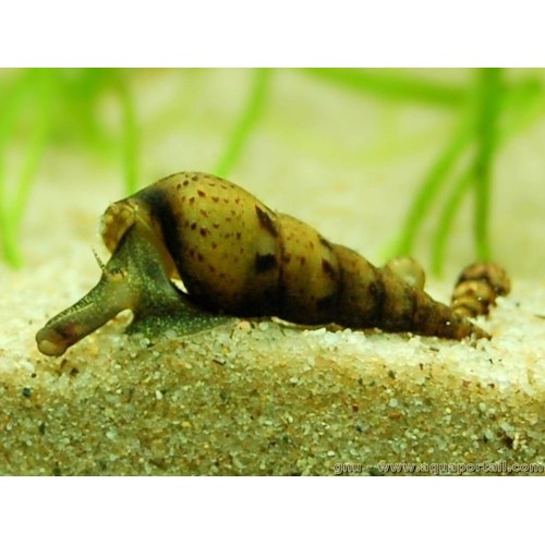 Malaysian Trumpet Snails - 5pk