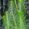 MILFOIL - FISH HUT AQUA AND PET SUPPLIES - #location#