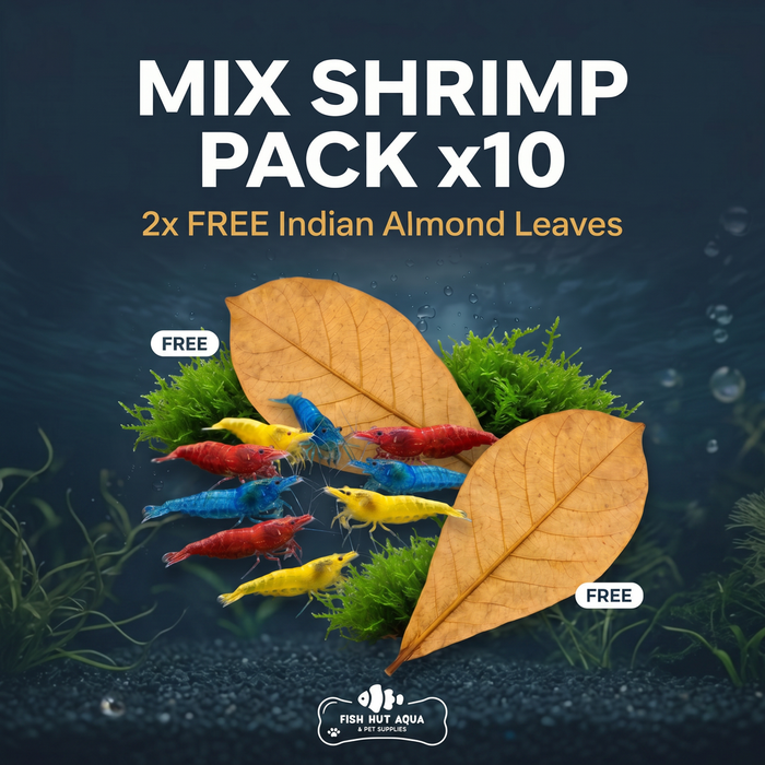 Mix Shrimp Pack of 10 + 2x Free Indian Almond Leaf