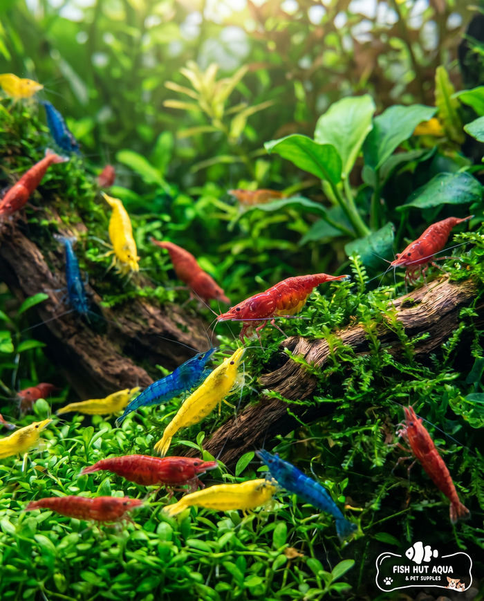 MIX Shrimp Pack of 15 + Free Food and Moss