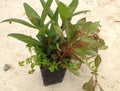 Potted aquarium plant mix with green and reddish leaves, suitable for freshwater aquariums.