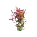 NARROW LUDWIGIA - FISH HUT AQUA AND PET SUPPLIES - #location#