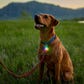 Nite Ize SpotLit® Rechargeable Collar Light - Disc-O Tech™