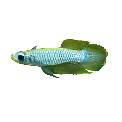 Normans Lampeyes Killifish - FISH HUT AQUA AND PET SUPPLIES - #location#