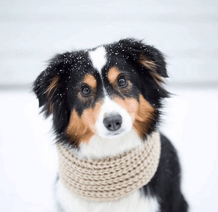 fabdog® Oatmeal Infinity Scarf Apparel