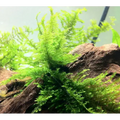 Peacock Moss – delicate, feathery green moss ideal for aquascaping and shrimp tanks.