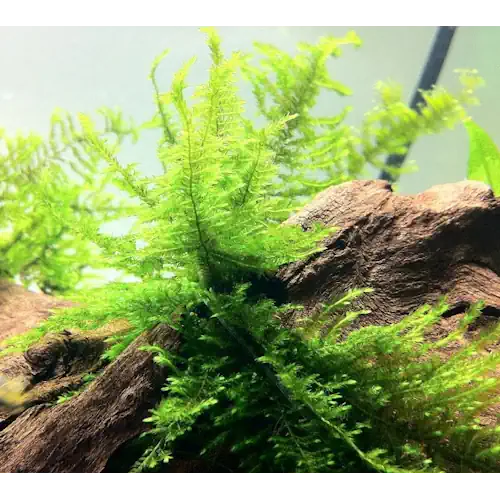 Peacock Moss – delicate, feathery green moss ideal for aquascaping and shrimp tanks.