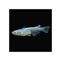 PLATINUM MEDAKA - RICE FISH - FISH HUT AQUA AND PET SUPPLIES - #location#