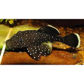 PLECO - PEPPERMINT CATFISH - FISH HUT AQUA AND PET SUPPLIES - #location#