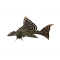 Plecostomus Catfish - Common Pleco - FISH HUT AQUA AND PET SUPPLIES - #location#