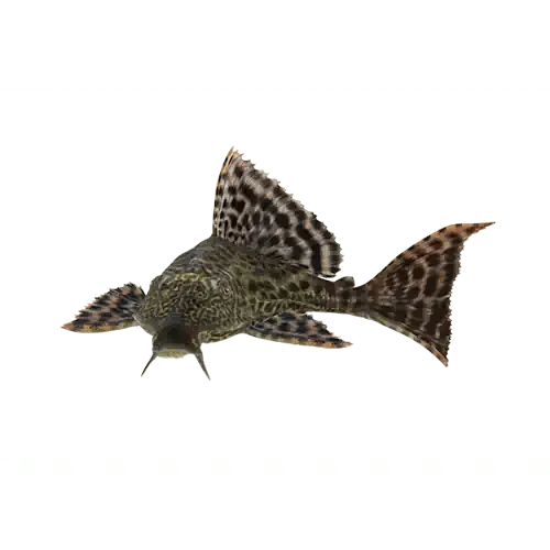 Plecostomus Catfish - Common Pleco - FISH HUT AQUA AND PET SUPPLIES - #location#
