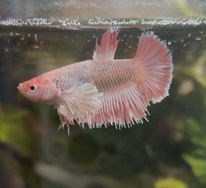 Premium Assorted Female Betta