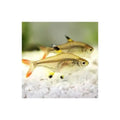 Pristella Tetra - FISH HUT AQUA AND PET SUPPLIES - #location#