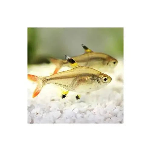 Pristella Tetra - FISH HUT AQUA AND PET SUPPLIES - #location#