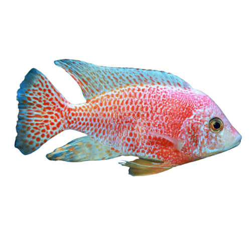 Red and blue cichlid fish with vibrant spotted pattern, elongated fins, and a bright gradient body displayed on a white background.