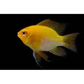 Ram Gold Balloon - FISH HUT AQUA AND PET SUPPLIES - #location#