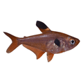 RED PHANTOM TETRA - FISH HUT AQUA AND PET SUPPLIES - #location#