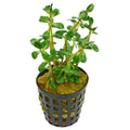 ROTALA INDICA BONSAI - FISH HUT AQUA AND PET SUPPLIES - #location#