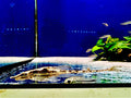 ROYAL WHIPTAIL CATFISH - FISH HUT AQUA AND PET SUPPLIES - #location#