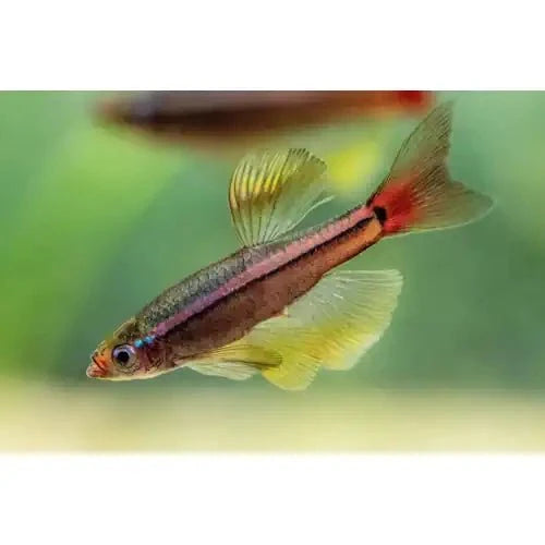 ROYAL WHITE CLOUDS - FISH HUT AQUA AND PET SUPPLIES - #location#