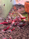 Shrimp Red King Kong