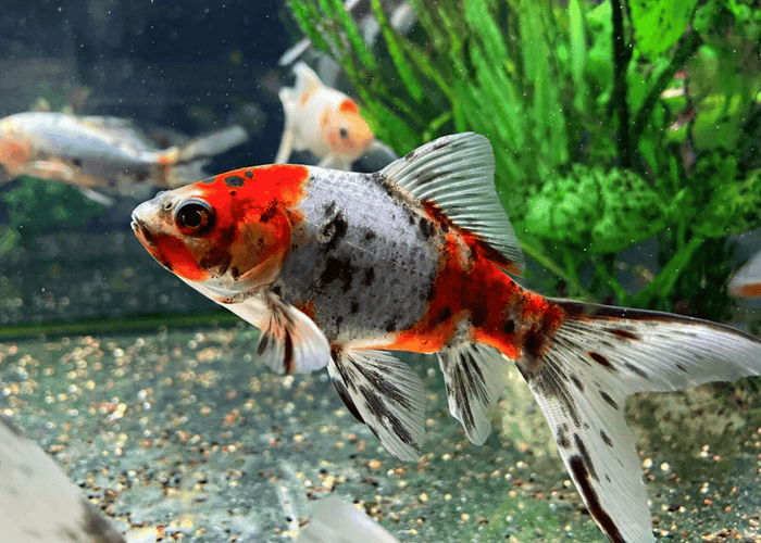 Shubunkins Red &amp; White 10+cm – Vibrant and Hardy Goldfish - FISH HUT AQUA AND PET SUPPLIES - #location#