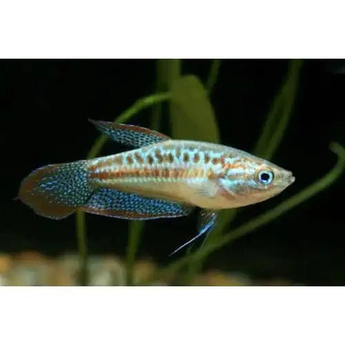 SPARKLING GOURAMI - FISH HUT AQUA AND PET SUPPLIES - #location#