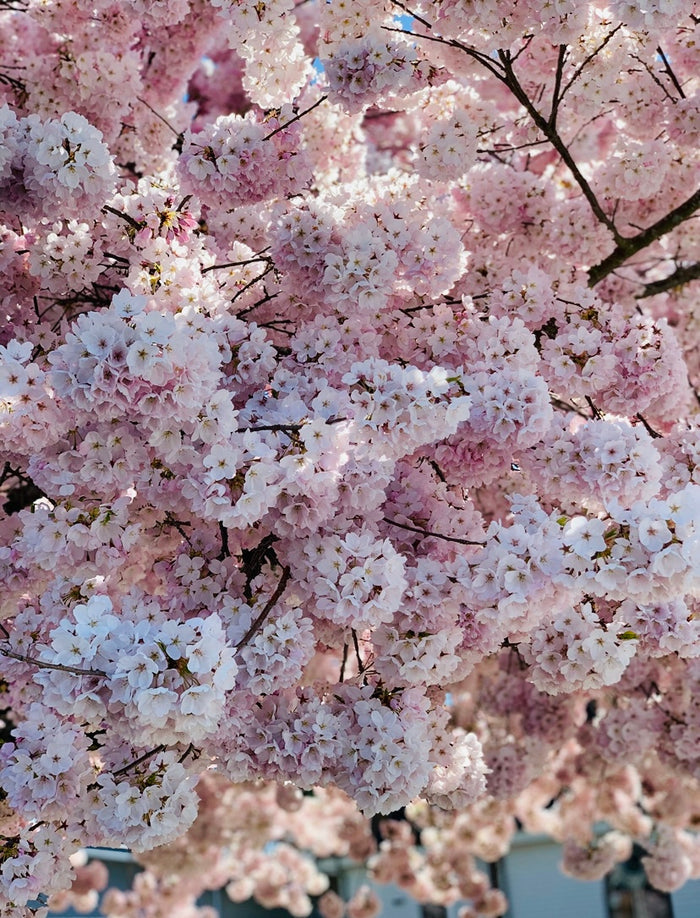 Spring Cherry Blossom Bath Bomb
