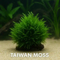 Bright green Taiwan Moss growing in a round bush shape on driftwood in an aquarium setting.
