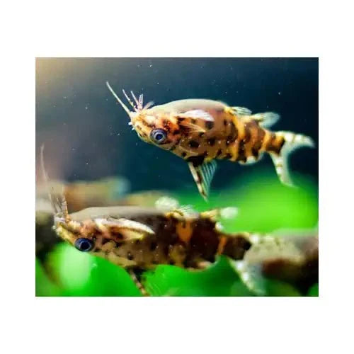 Upside Down Catfish - FISH HUT AQUA AND PET SUPPLIES - #location#