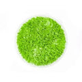 Utricularia Graminifolia (UG Carpet) - FISH HUT AQUA AND PET SUPPLIES - #location#