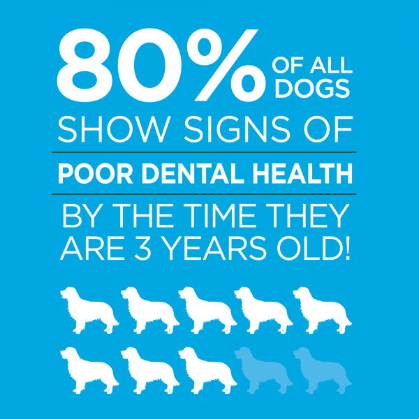 Vetality Brush Free Oral Gel for Dogs