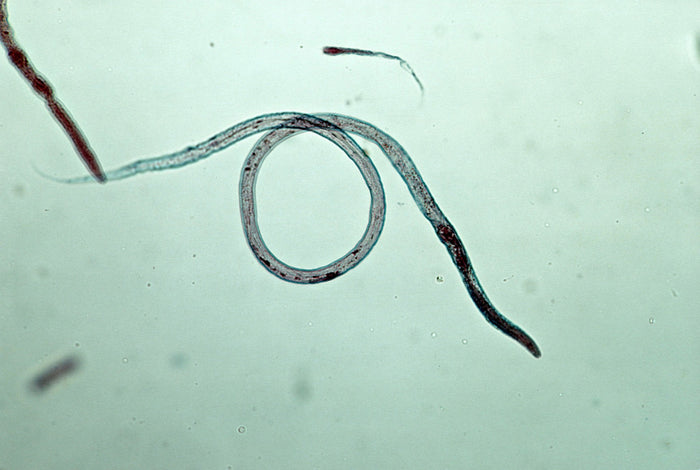 VINEGAR EELS - LIVE FOOD FOR FISH FRY - FISH HUT AQUA AND PET SUPPLIES - #location#