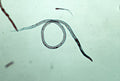 VINEGAR EELS - LIVE FOOD FOR FISH FRY - FISH HUT AQUA AND PET SUPPLIES - #location#
