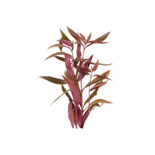 VIOLET - BUNCH - FISH HUT AQUA AND PET SUPPLIES - #location#